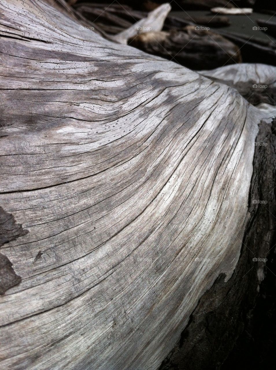 Beach log close-up