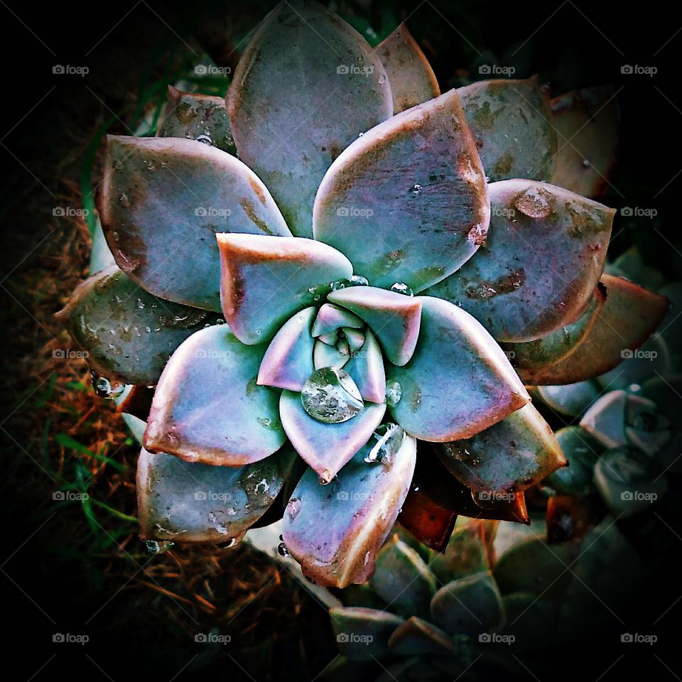 Wanderer Plant In Winter