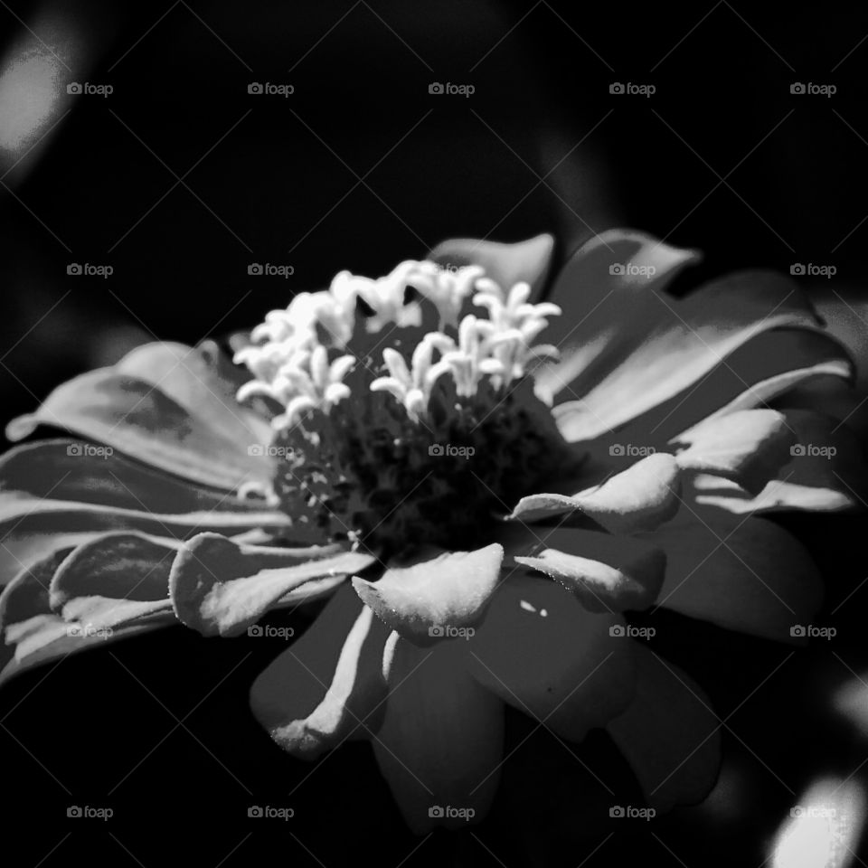 Flower. Bw flower