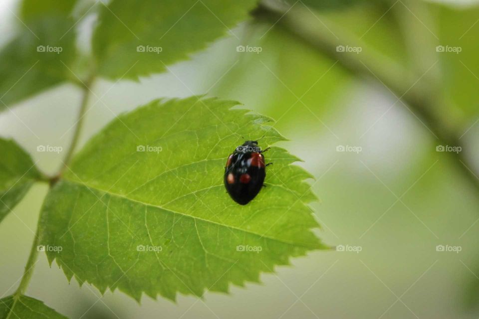 Lady bug