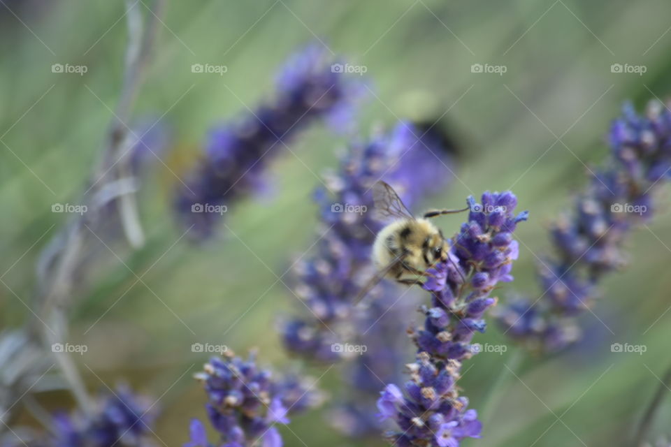 Lavender garden