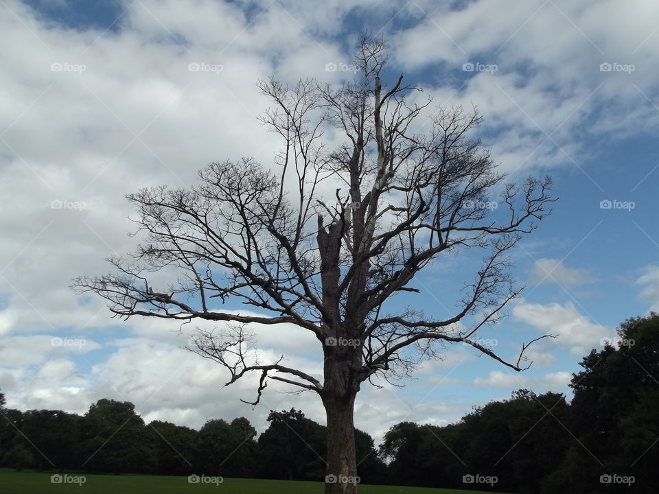 Old Tree