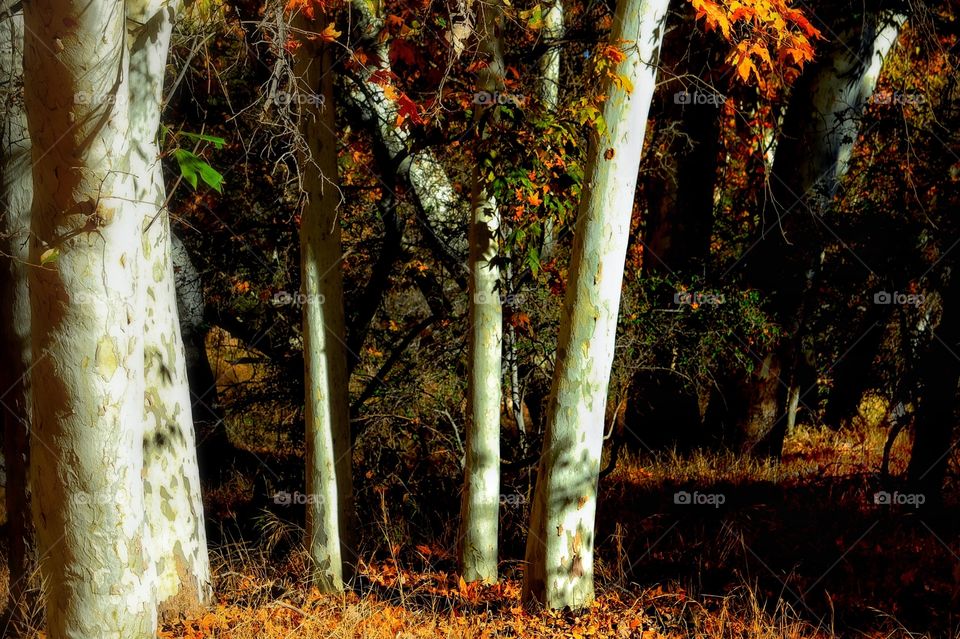 Autumn Aspens