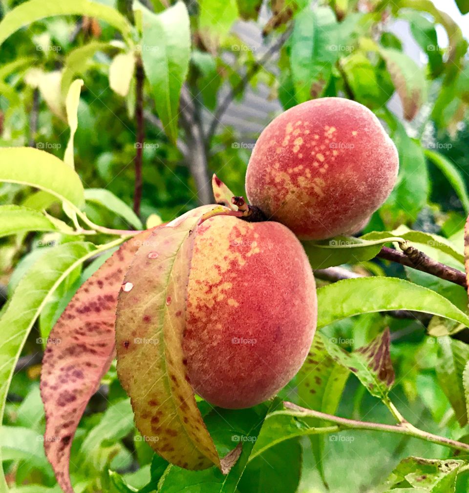 Two Peaches on Tree