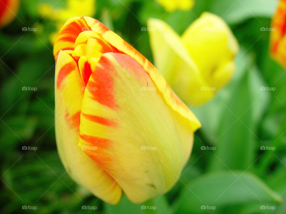tulip