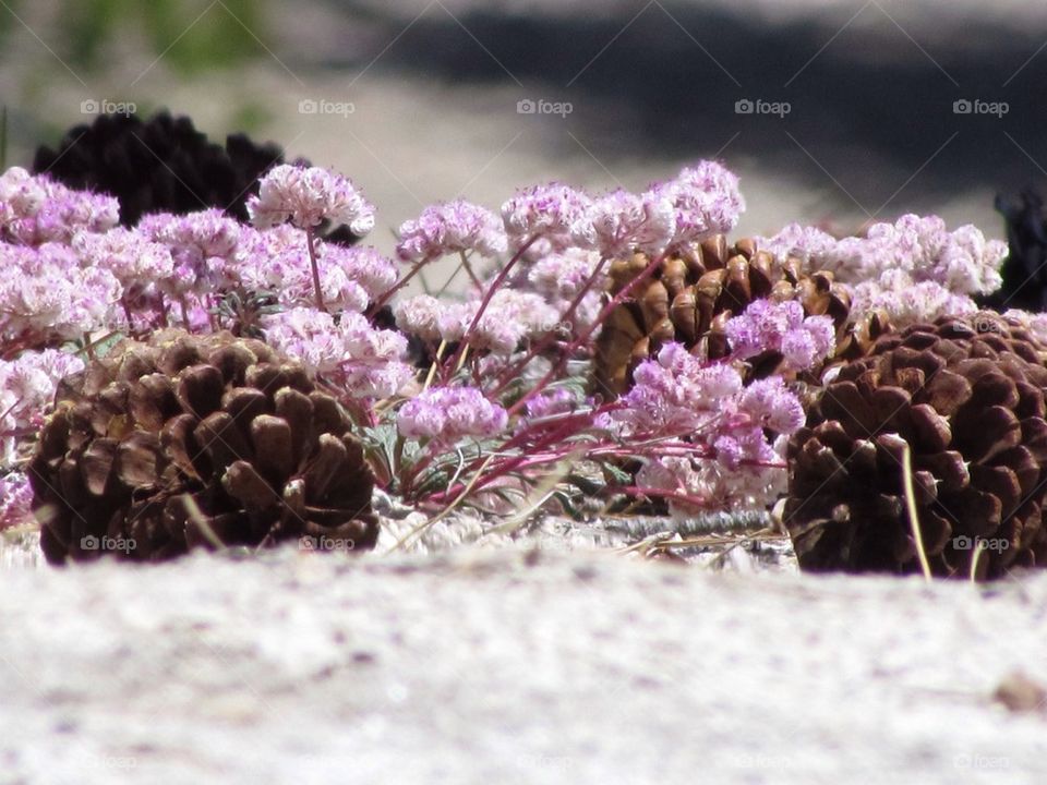 Pine Flowers...