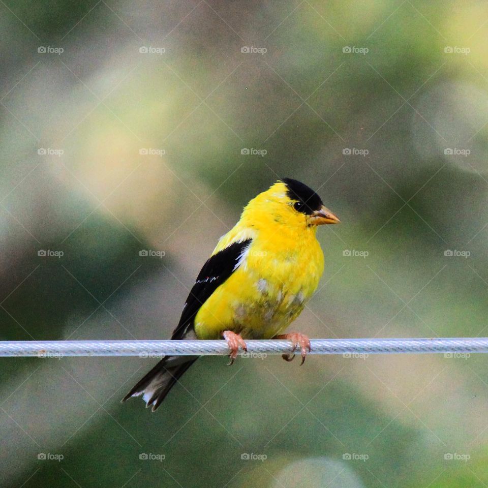 Bird on a wire 