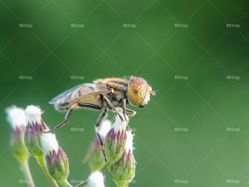 Insect closeup - Macro shot of a flower fly.