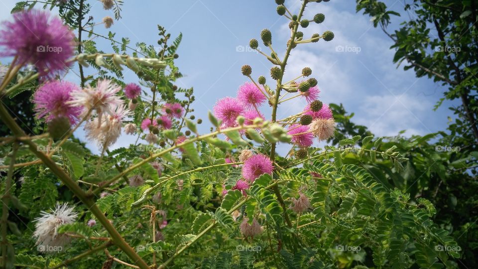 flowers plant in the jungle