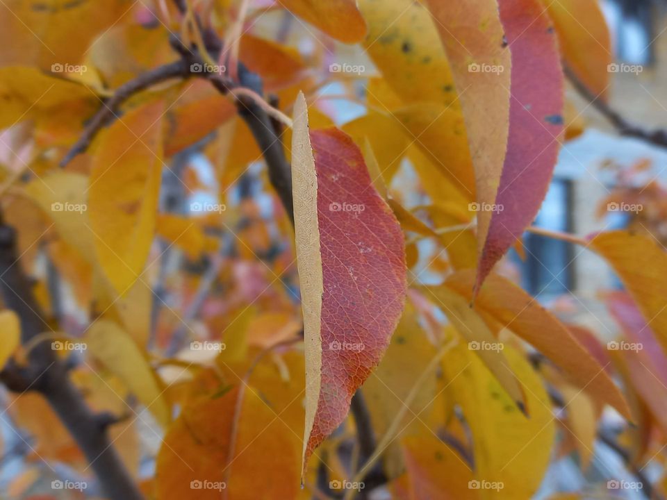 yellow tree leaves.