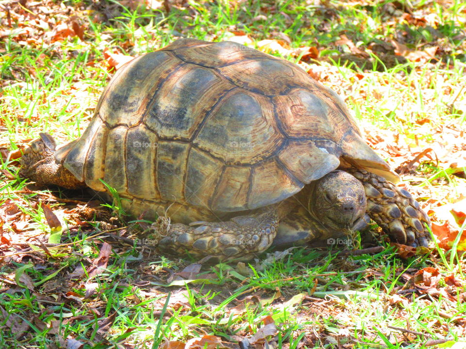 tortoise