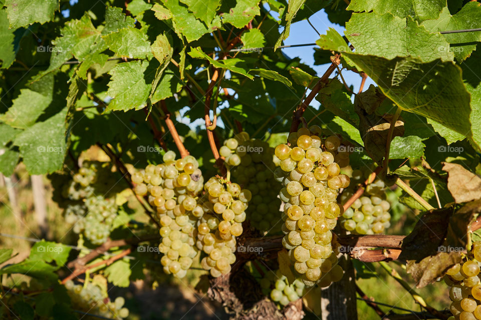 Bunches of ripe white  grape