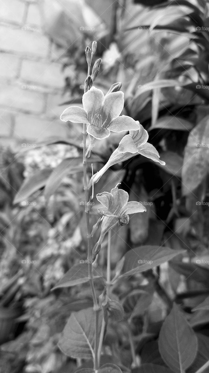 Colorless Beauty💐😍🪻🌷🥀