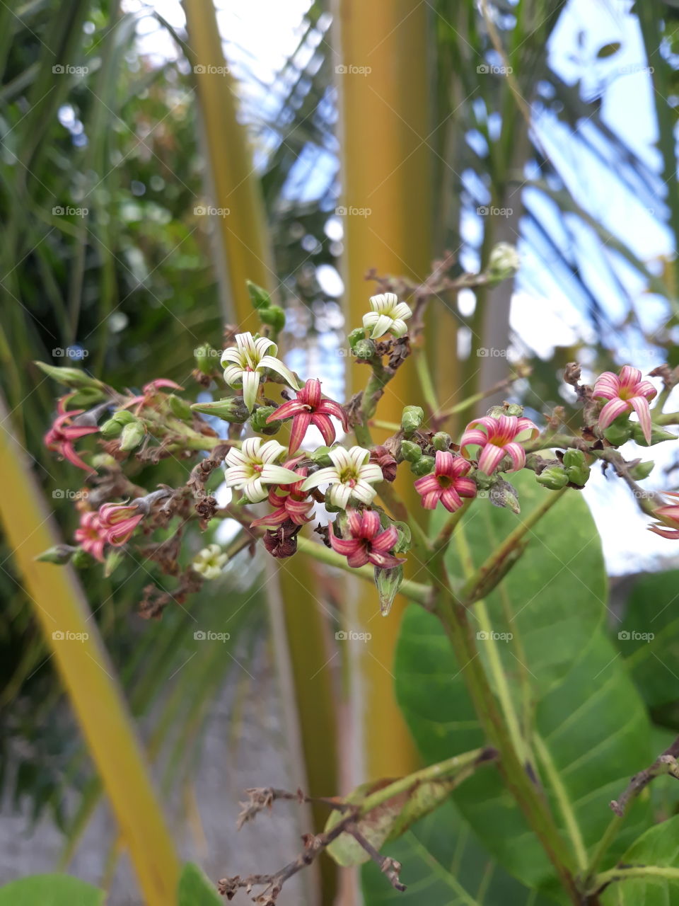 White and red flowers