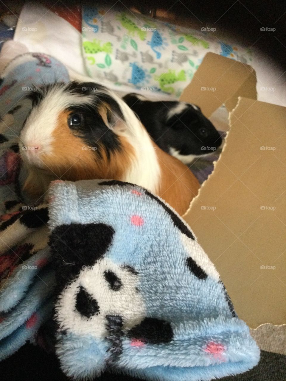 Guinea pigs playtime on the bed 