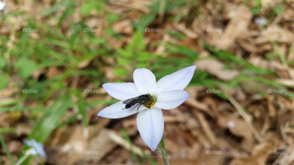 Horse fly