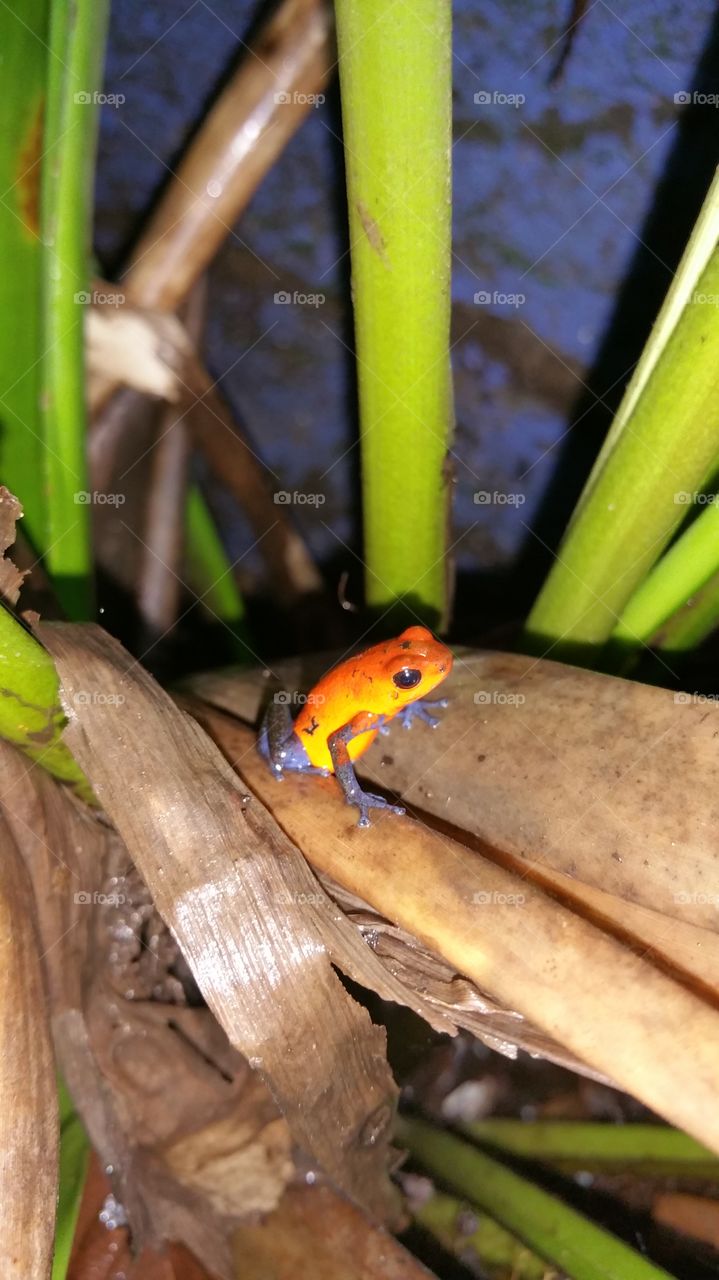 Really cool colorful frog in Costa Rican rain forest