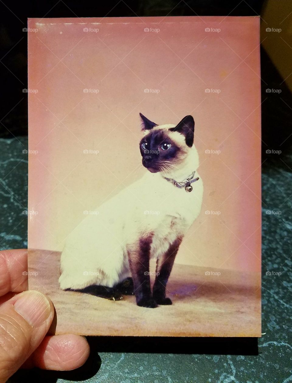 Siamese Sealpoint Cat
