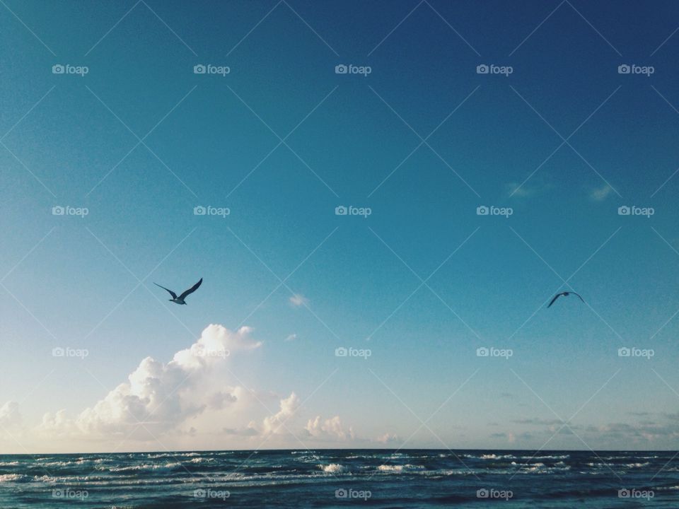 Seagulls on the Gulf