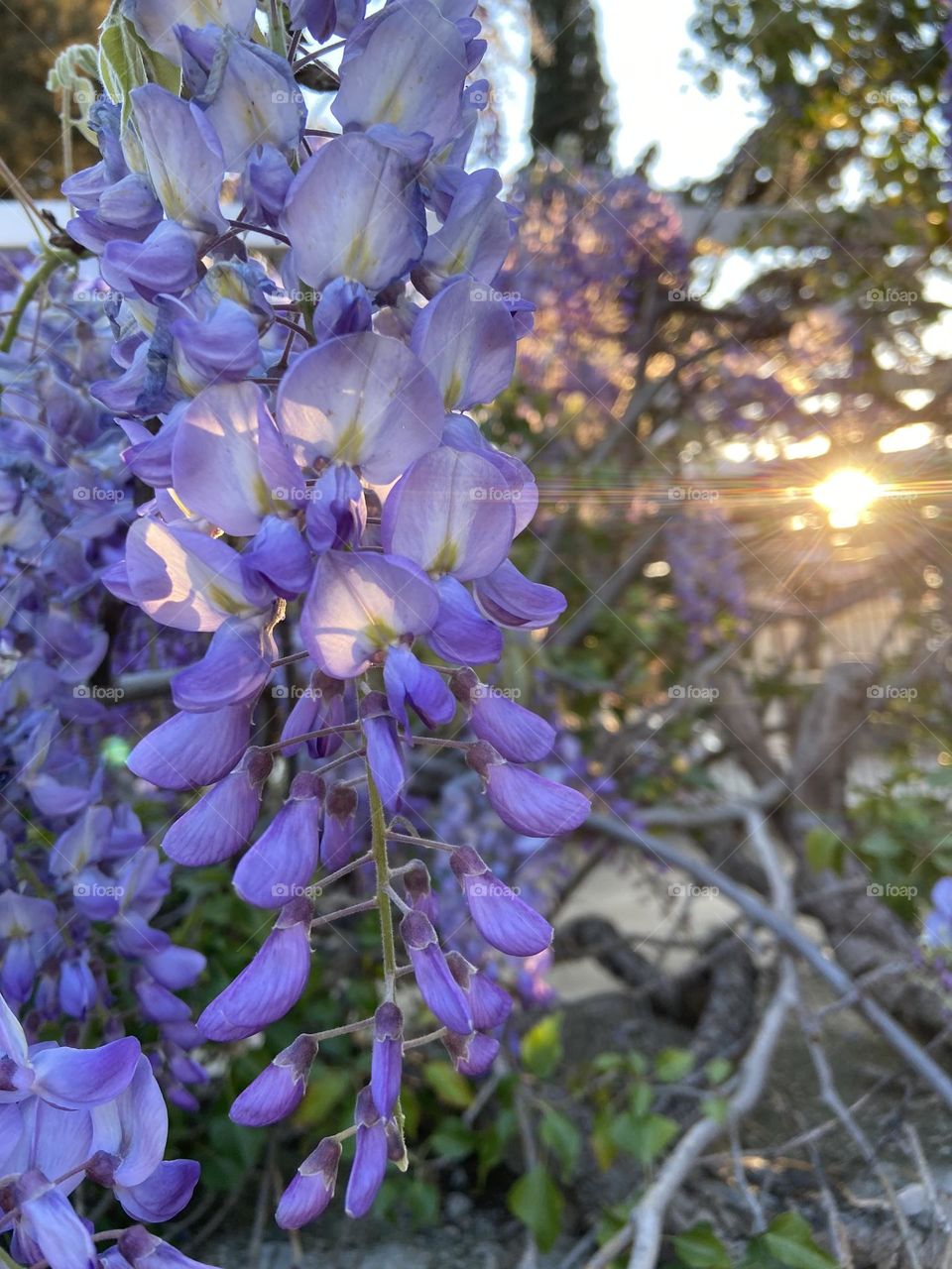 The setting sun illuminating through the light purple flowers in the warm springtime afternoon.