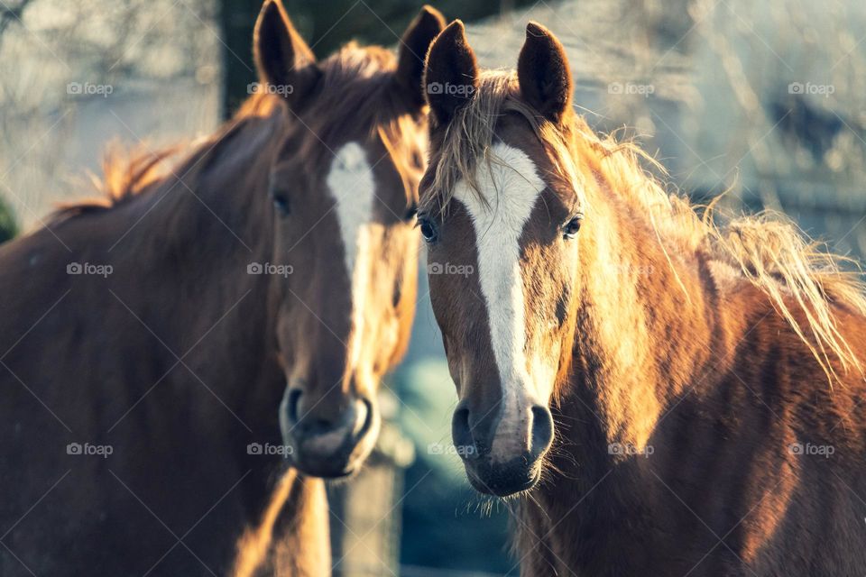 a portrait of two brown horses standing next to each other at golden hour. the animals both have a white stripe on their head from the forehead to the nose.