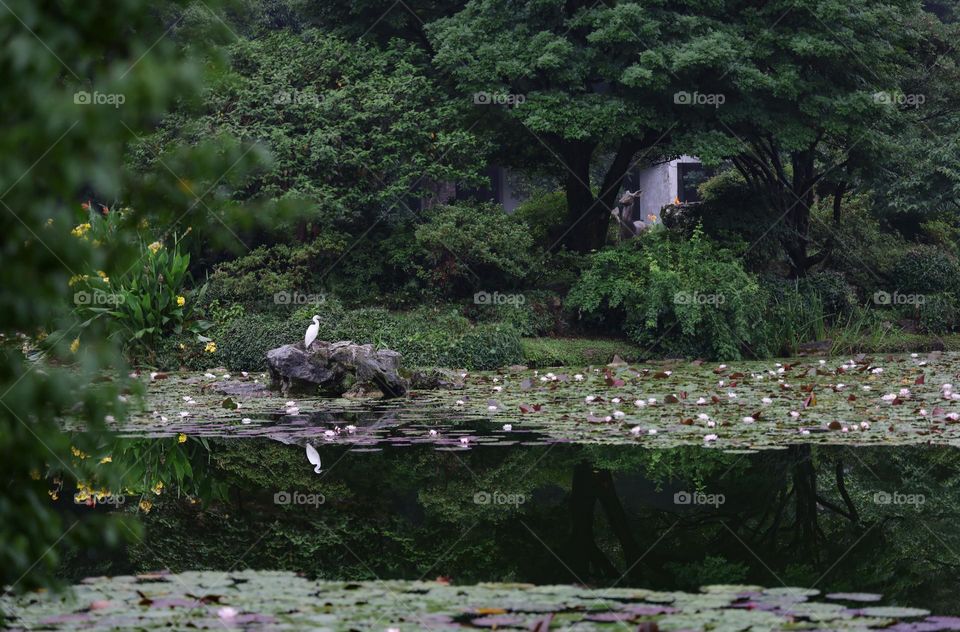 夏日公园湖景