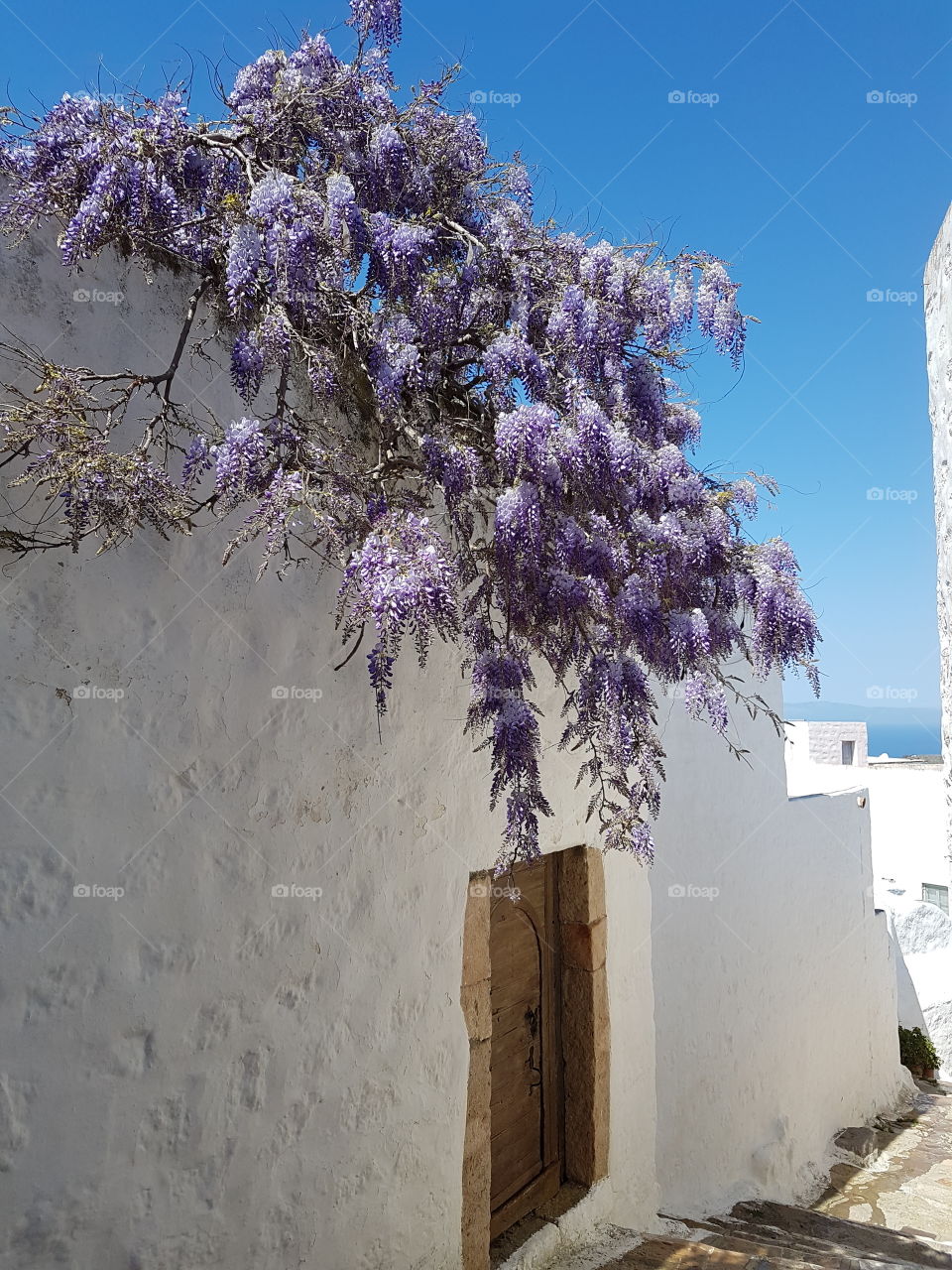 Purple wisteria on a white wall in Patmos. Greece.