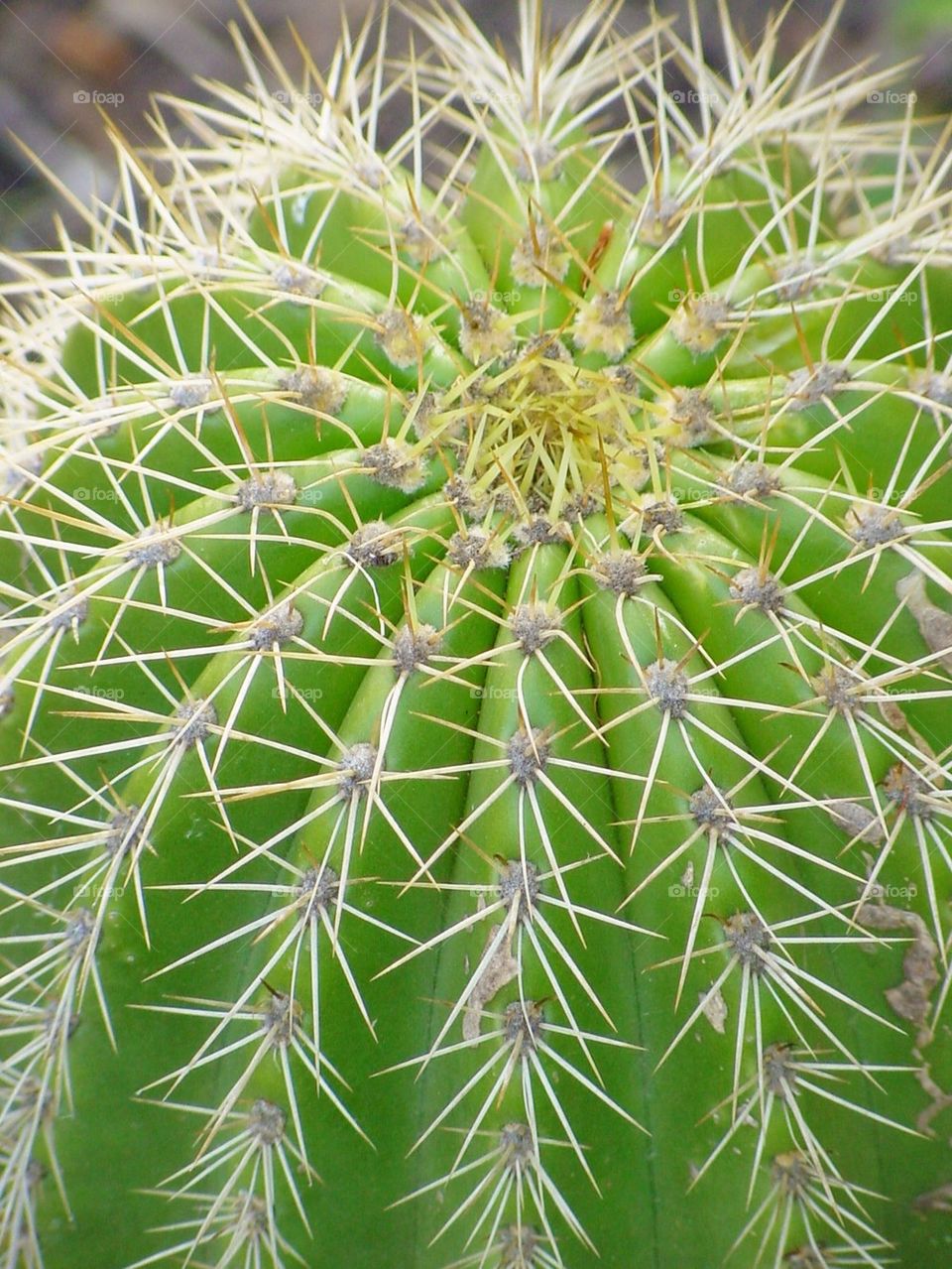 Cactus