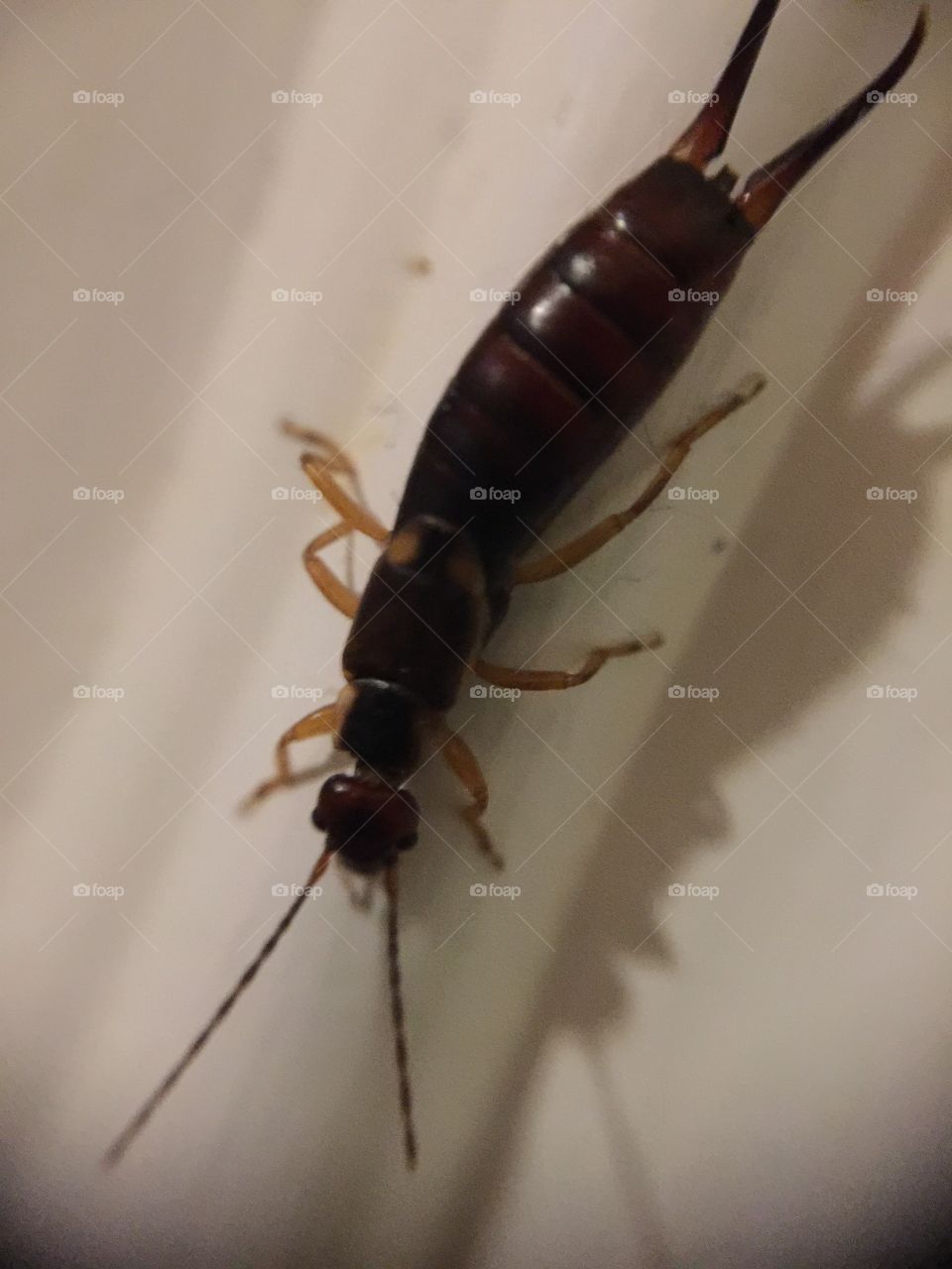 Macro devil's coachback insect