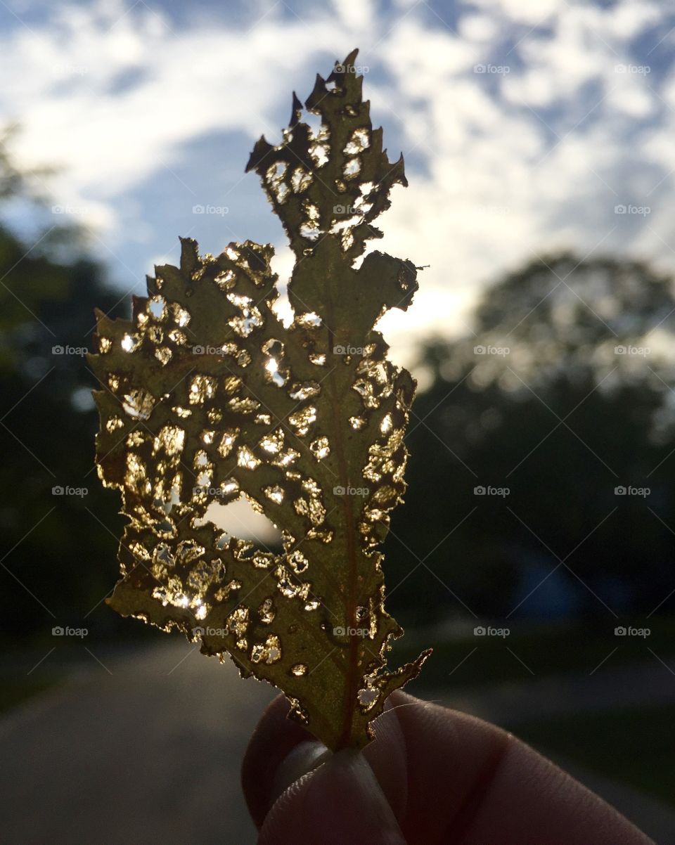 Speckled leaf held up to sunlight 