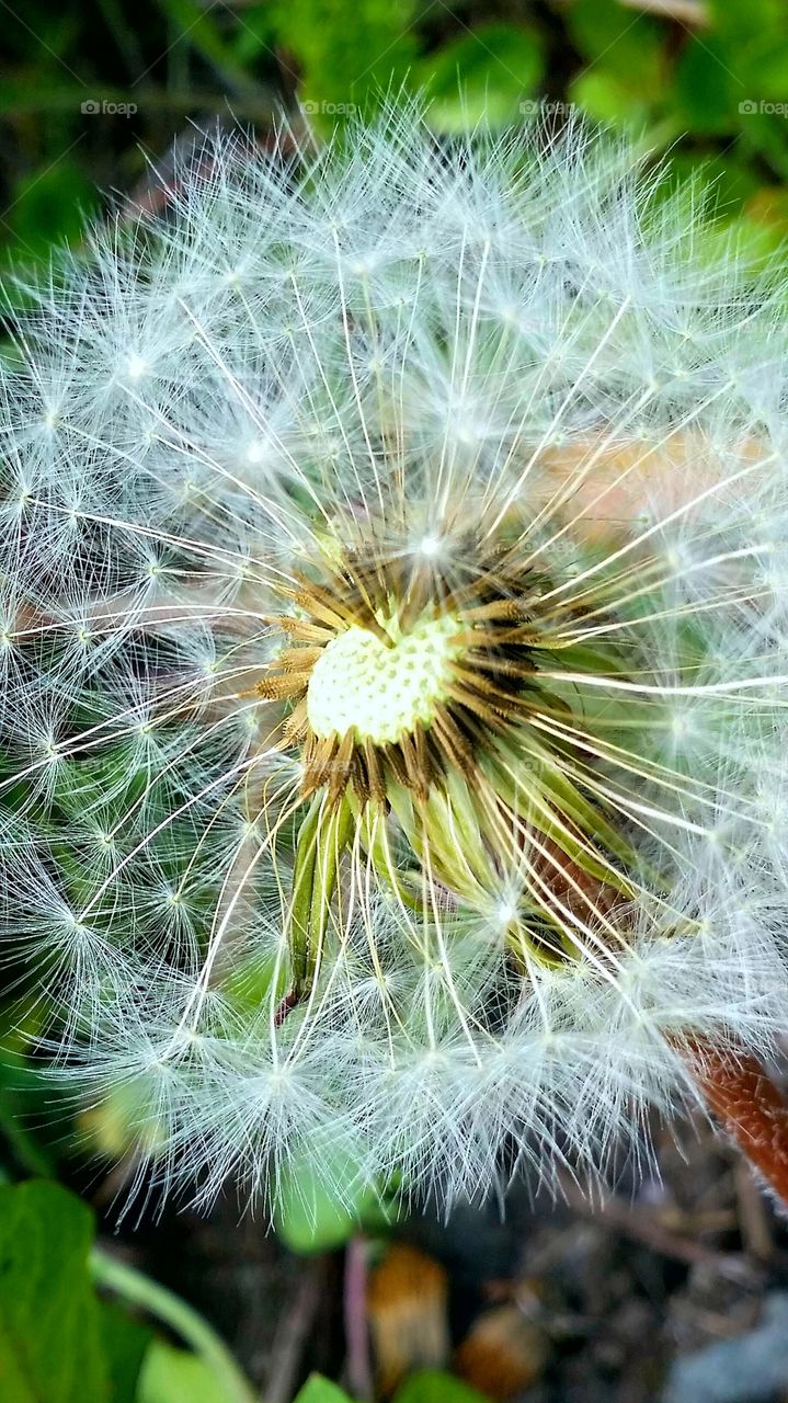 Dandelion close up