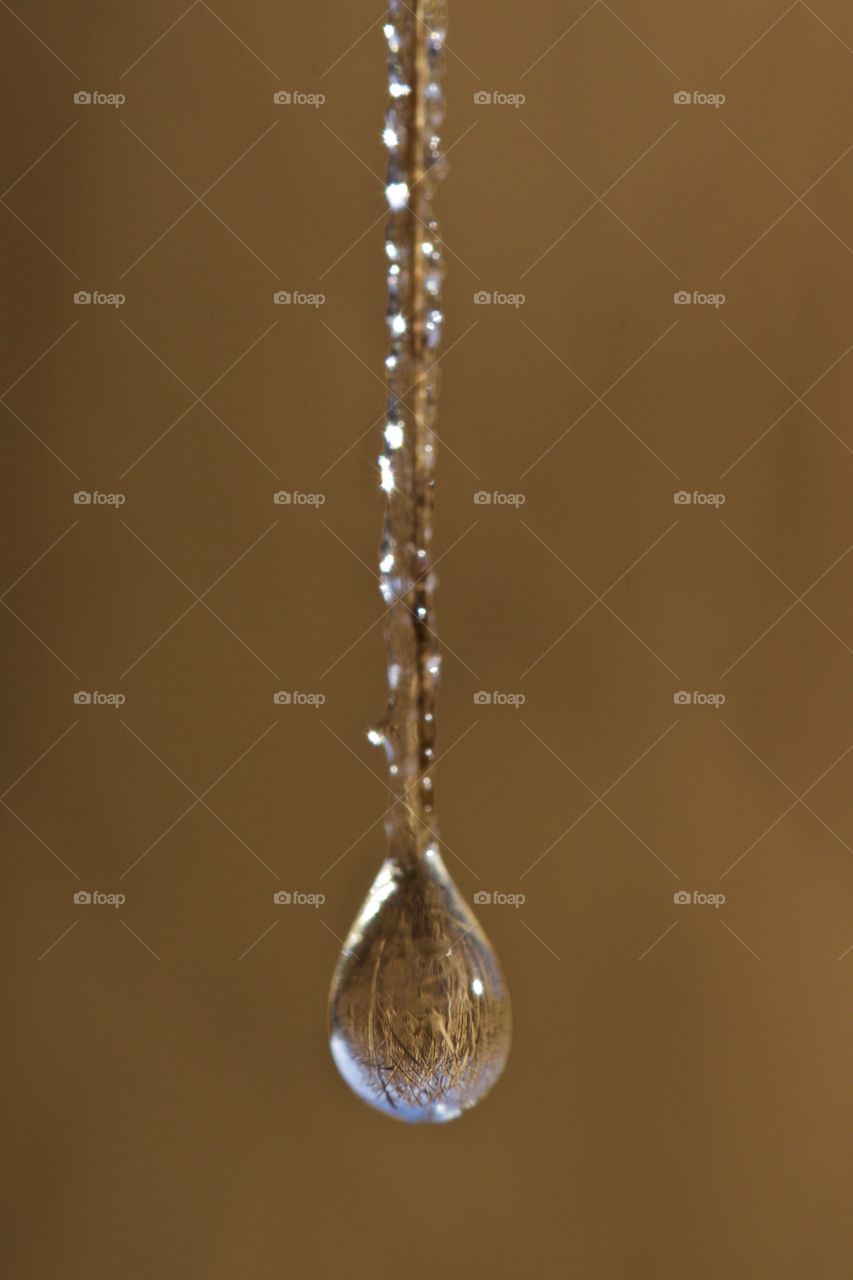 Water drop falling from twig