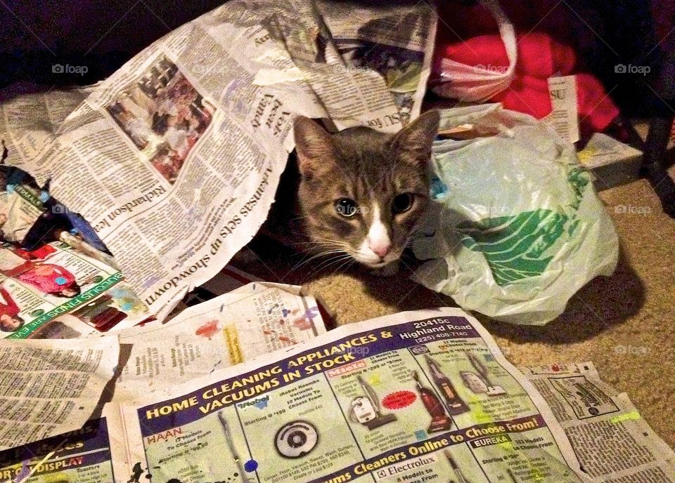 Cat in art room. Cat hiding in papers