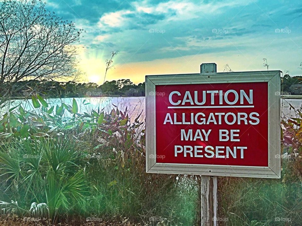 Caution alligators 