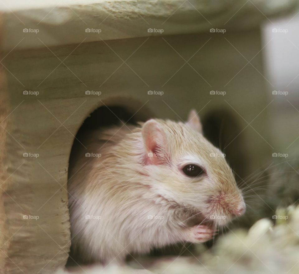 A very good looking hamster staying in its home.