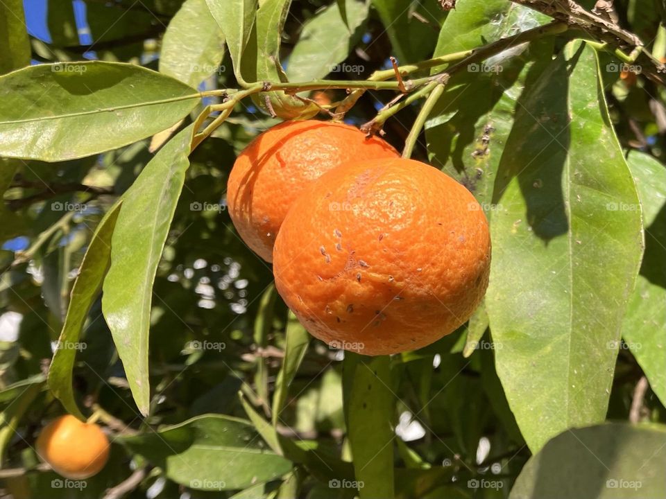 Mandarins on tree