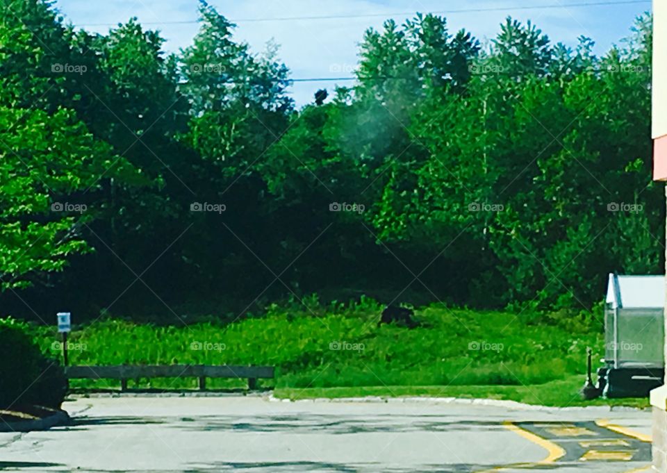 Bear walking beside store