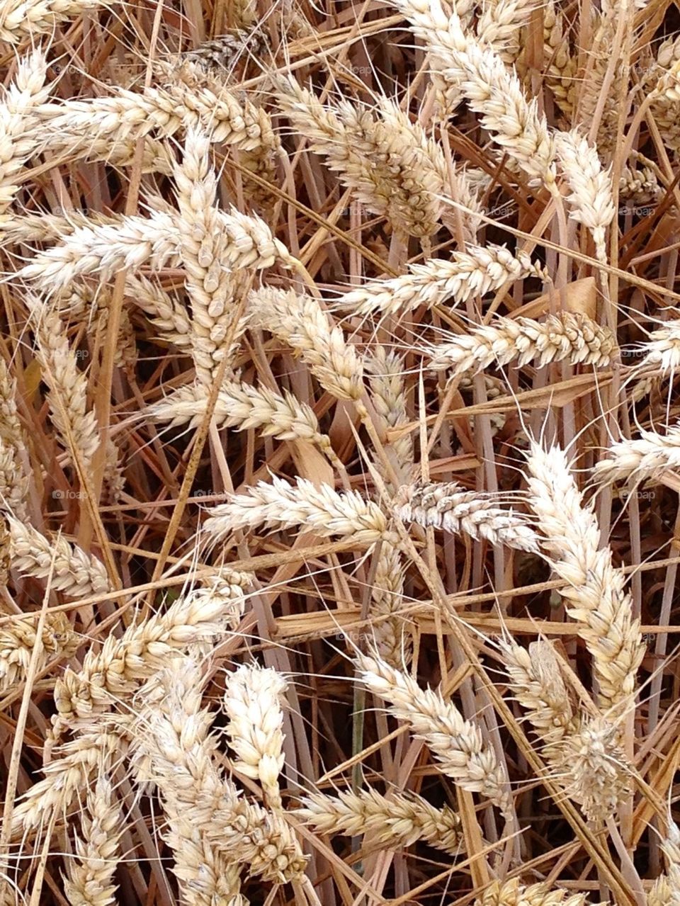 Natural wheat