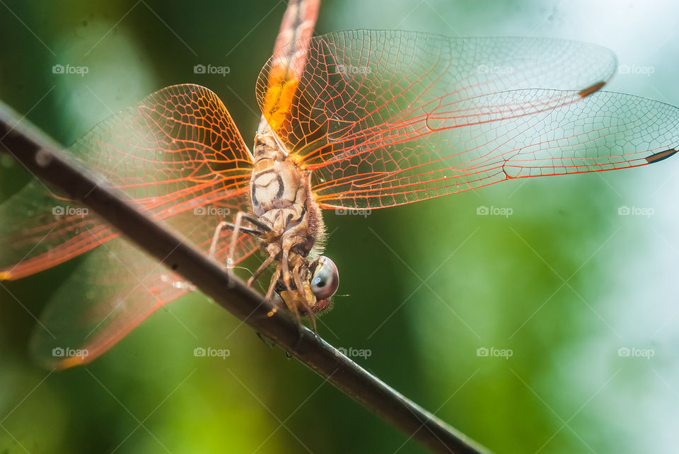 Close-up of insect