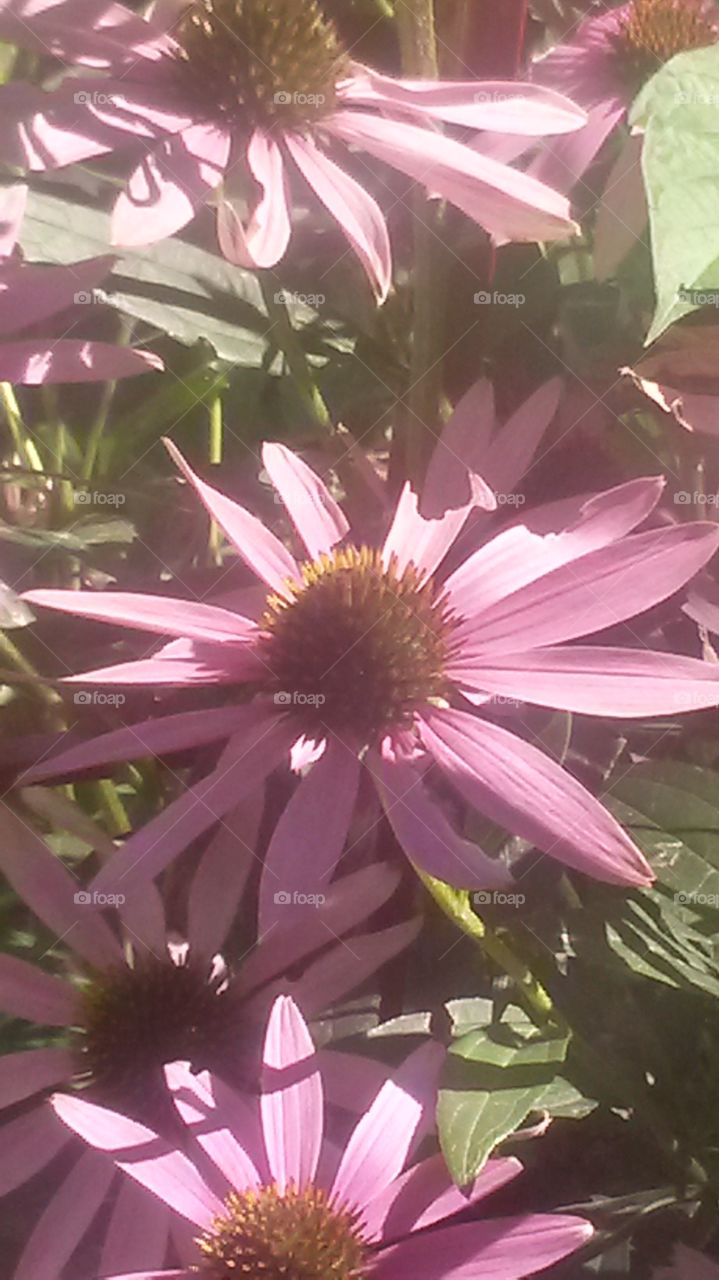 Echinacea