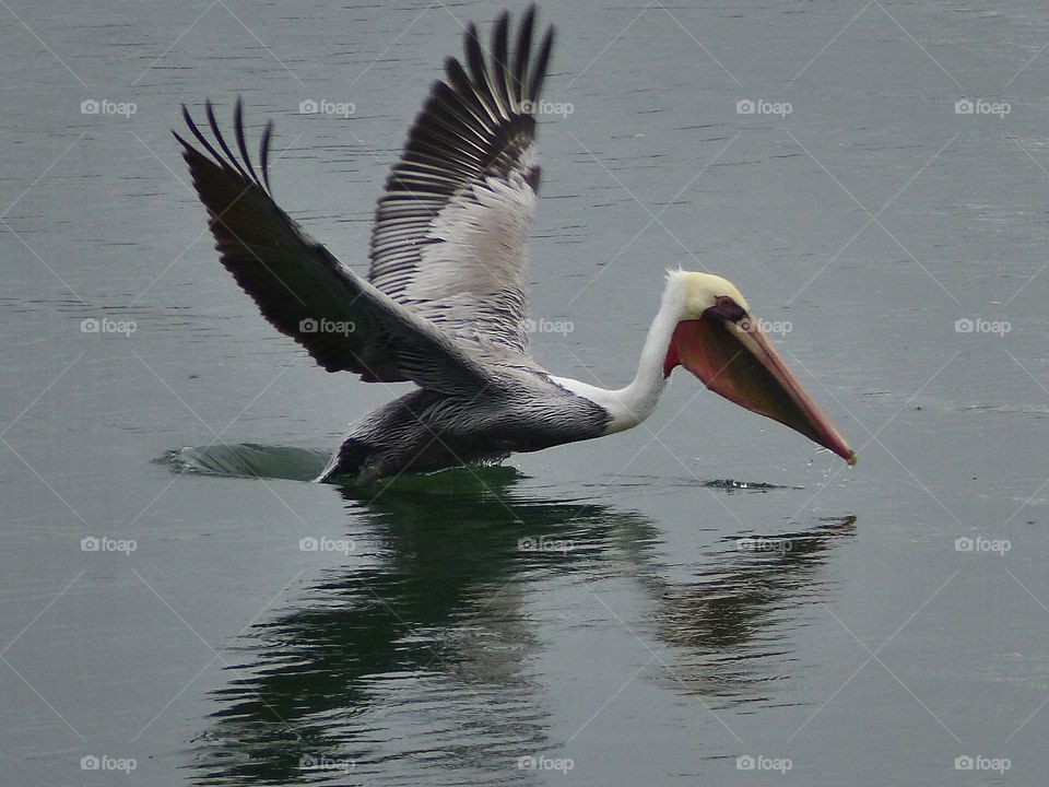 Pelican wings up reflection 