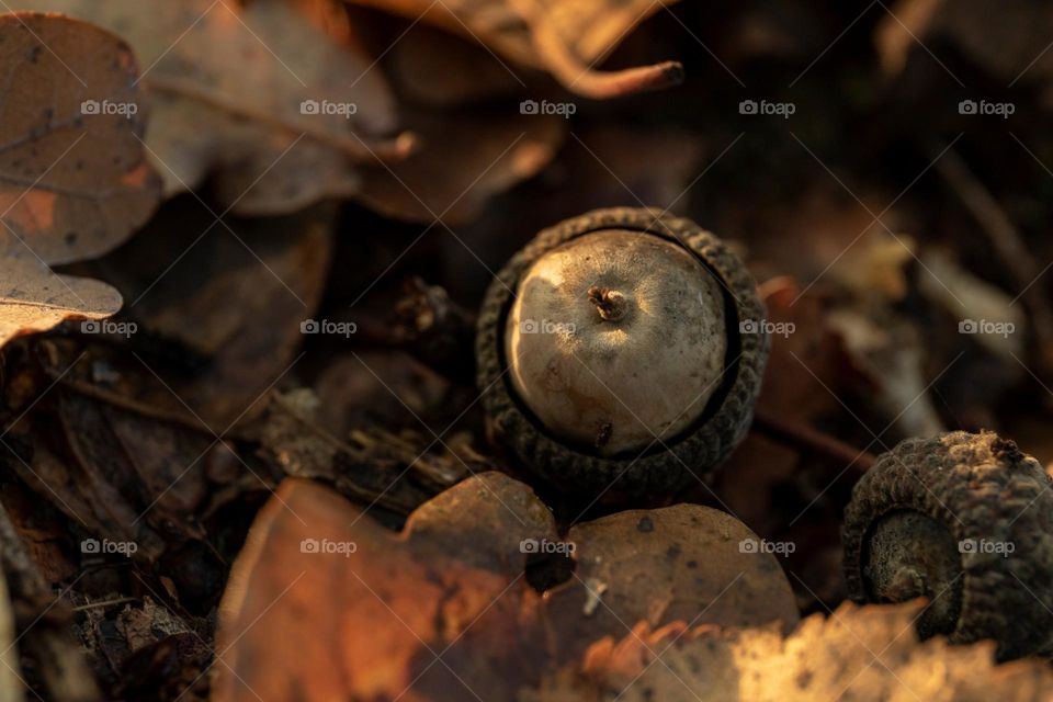 a portrair of an acorn or oaknut lying in between the fallen autumn foilage. the fruit of an oak is surrounded by colorful leaves.
