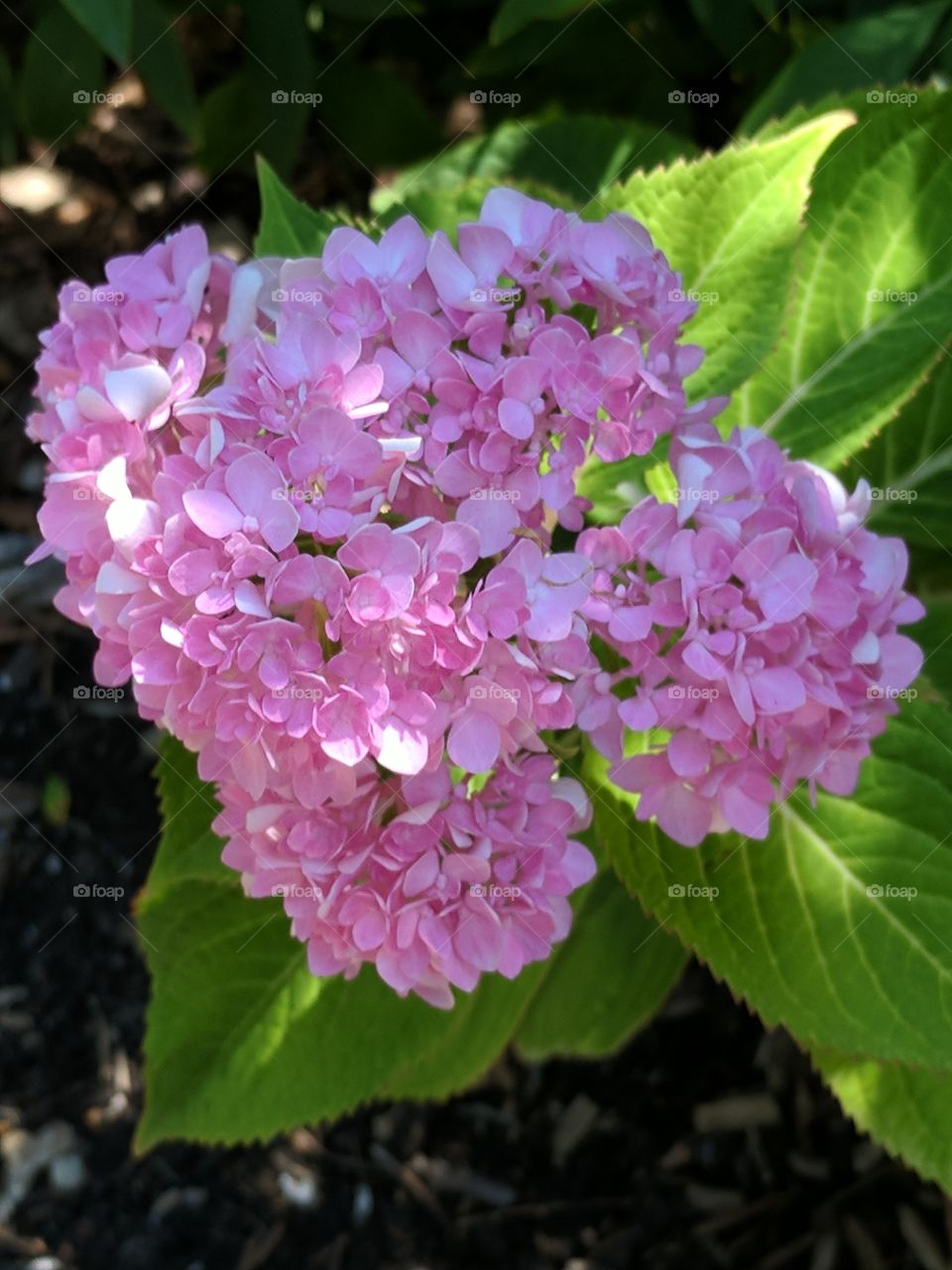 lovely hydrangea