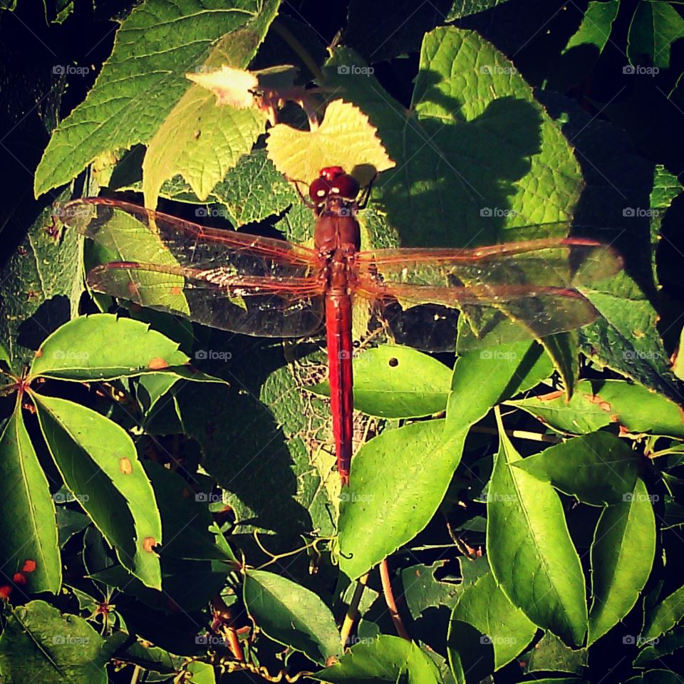 Hyde County Dragonfly