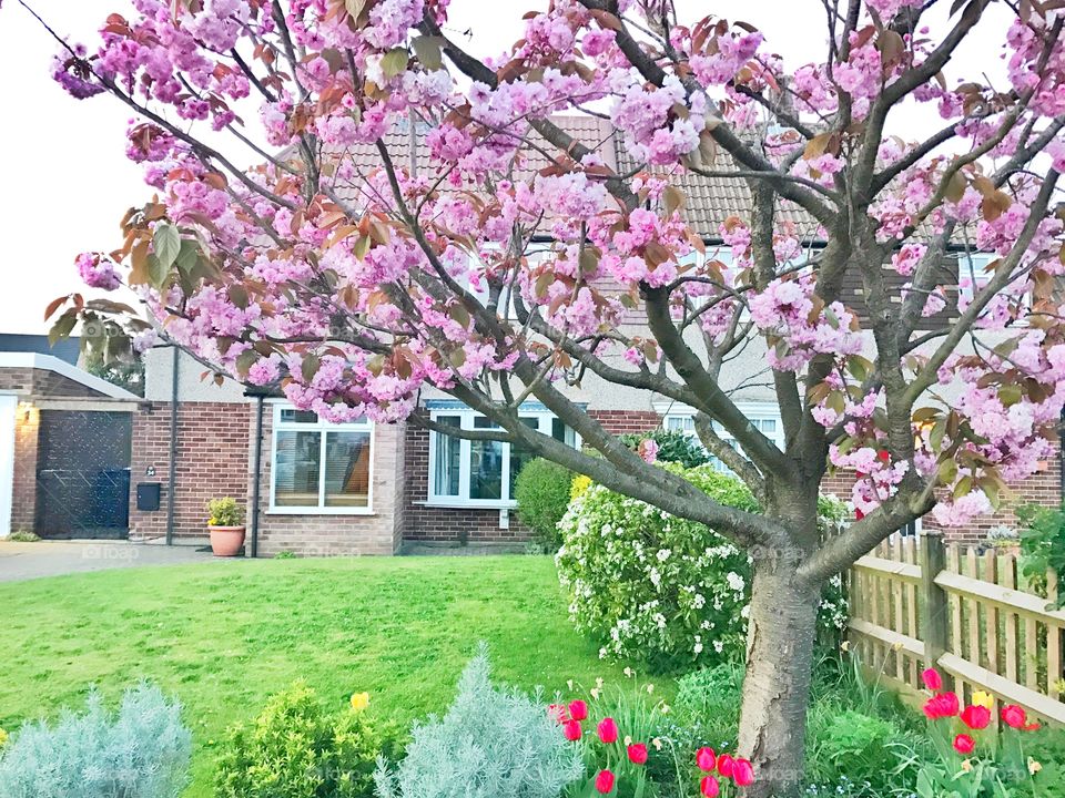 Pink cherry blossom tree in front of a house in London
