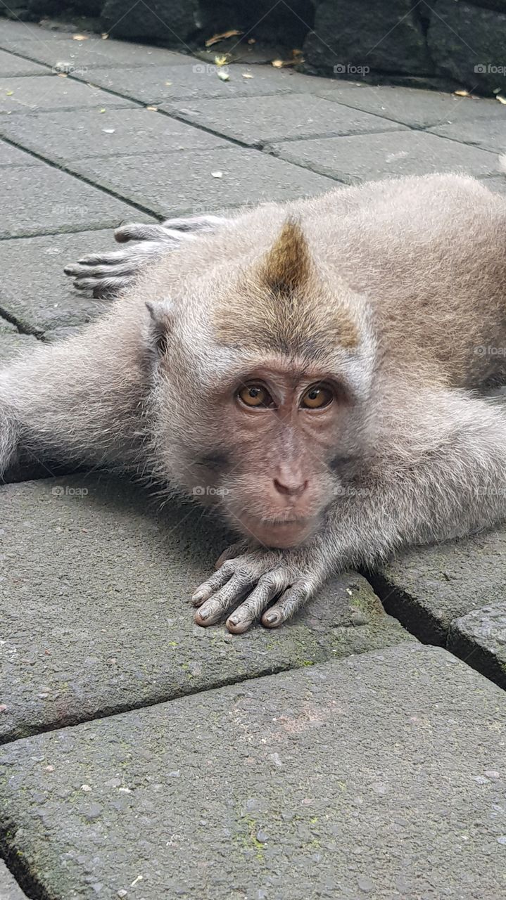 Macaque at Monkey Forest Ubud