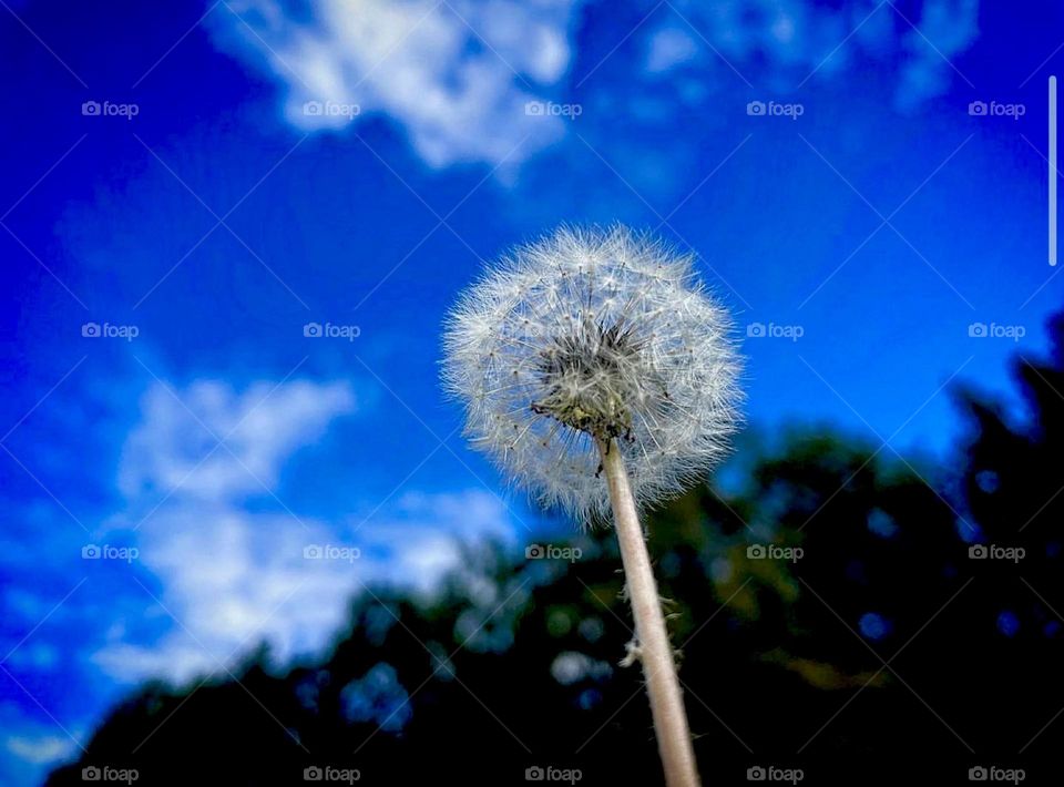 Polish nature in summer