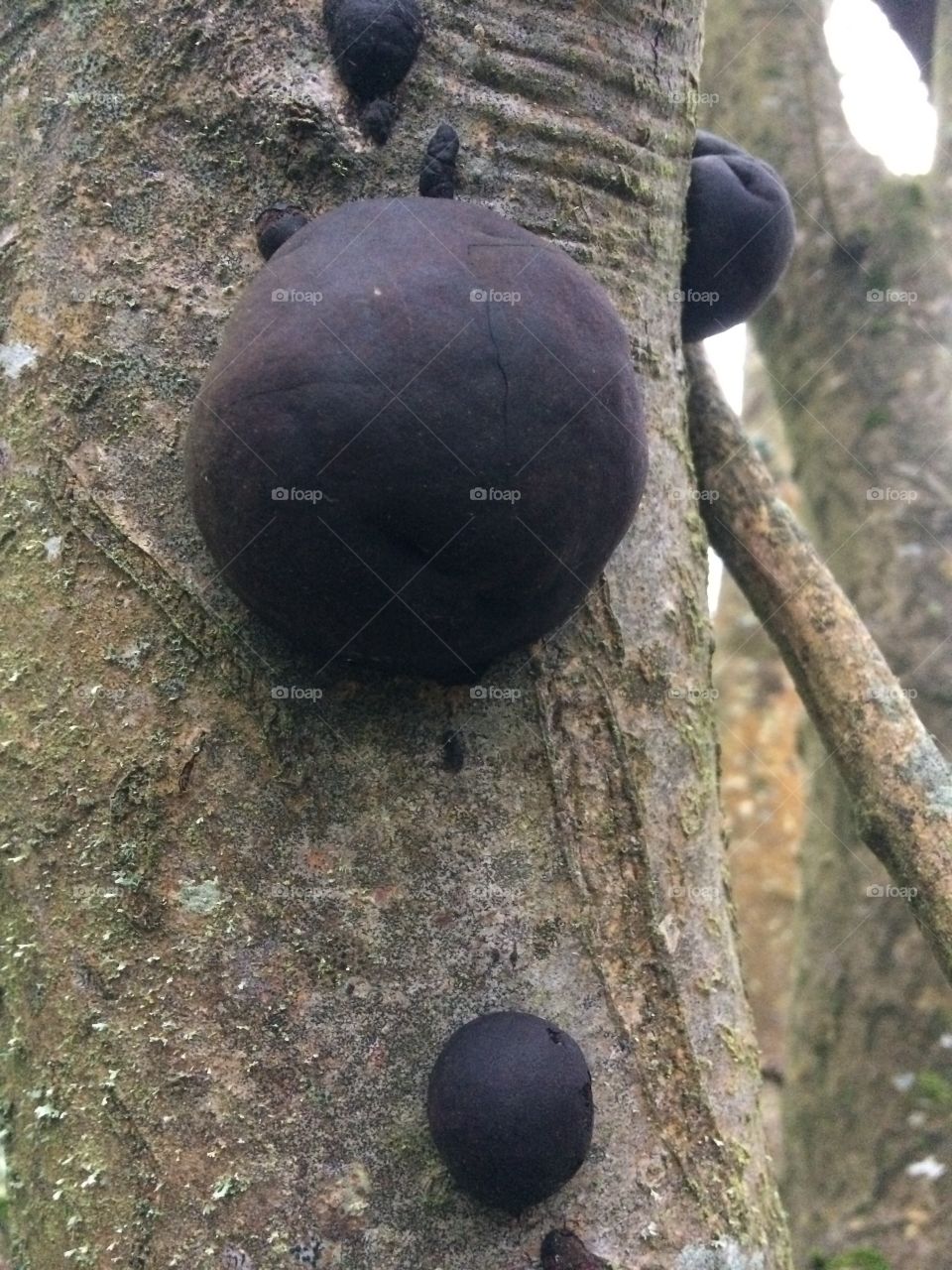 Globular fungus on a tree