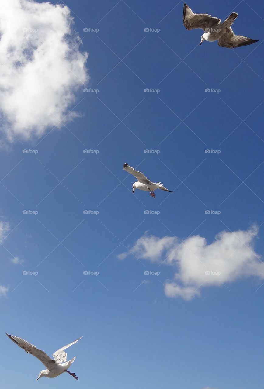 Seagull Air Display