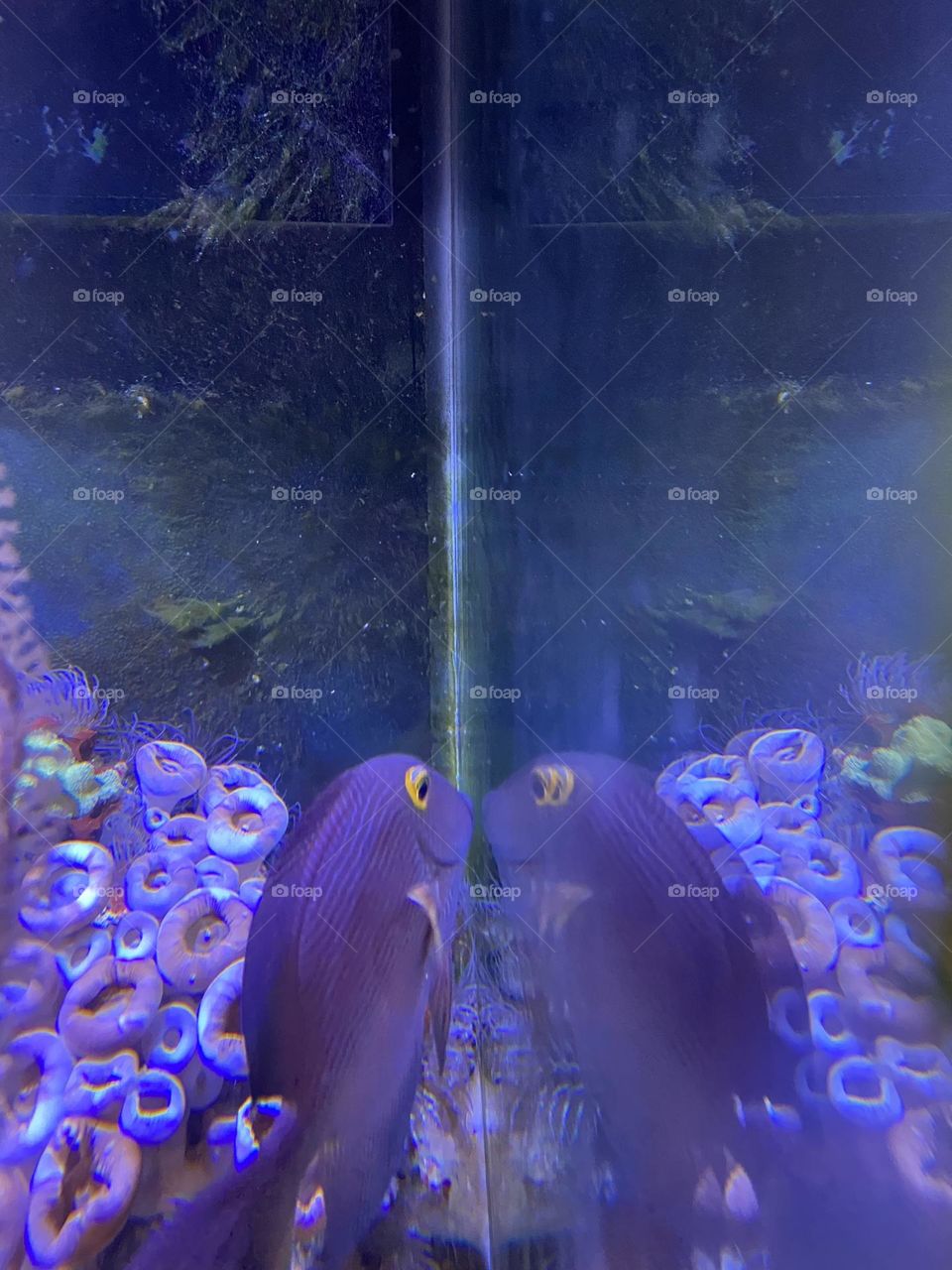 A purple fish seems captivated by its own reflection. It repeatedly swan to the edge of the fish tank and paused as if to say “there’s a good looking fellow. I want to meet that guy.” I love this image because the gills make it appear to be smiling.